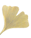 Ginkgo Schmuck